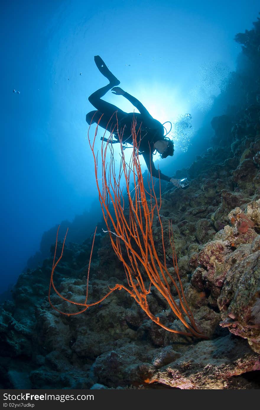 Adult male scuba diver photographing a tropical coral reef. Shark observatory, Ras Mohamed National Park, Red Sea, Egypt. Adult male scuba diver photographing a tropical coral reef. Shark observatory, Ras Mohamed National Park, Red Sea, Egypt.