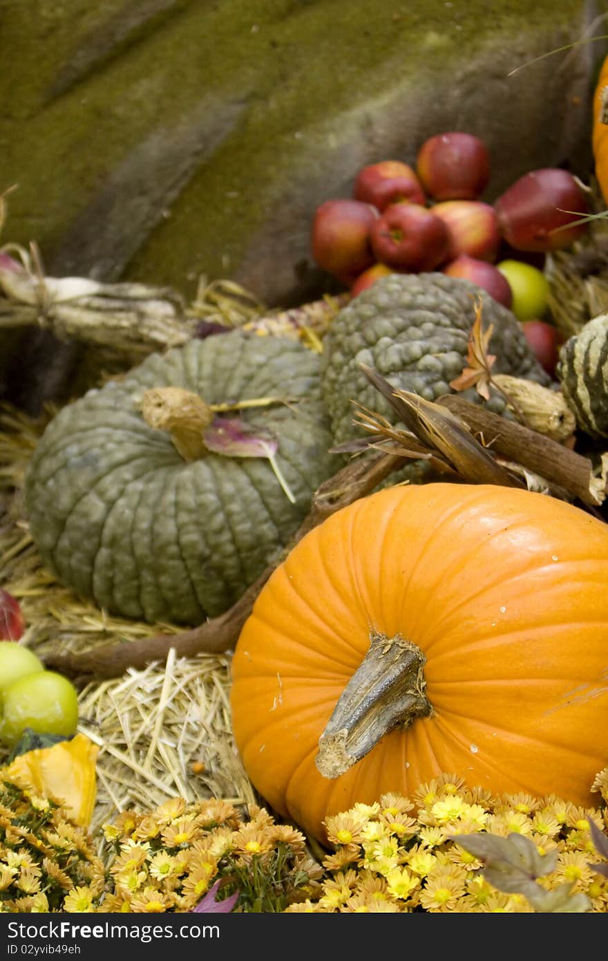 Pumpkin patch for fall decoration