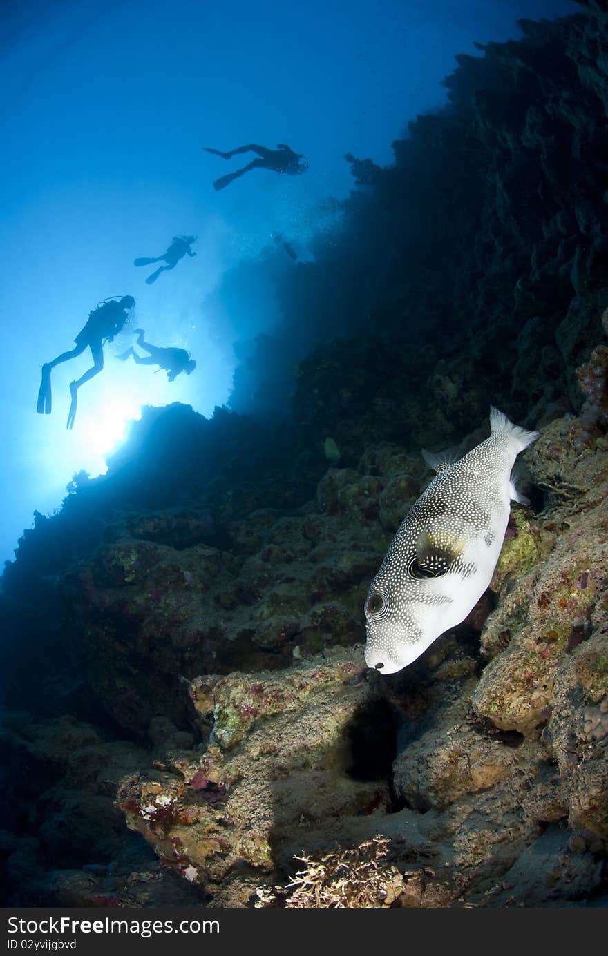 Tropical Whitespotted pufferfish with scuba divers silhouettes in the background. Shark Observatory, Ras Mohamed National Pak, Red Sea, Egypt. Tropical Whitespotted pufferfish with scuba divers silhouettes in the background. Shark Observatory, Ras Mohamed National Pak, Red Sea, Egypt.