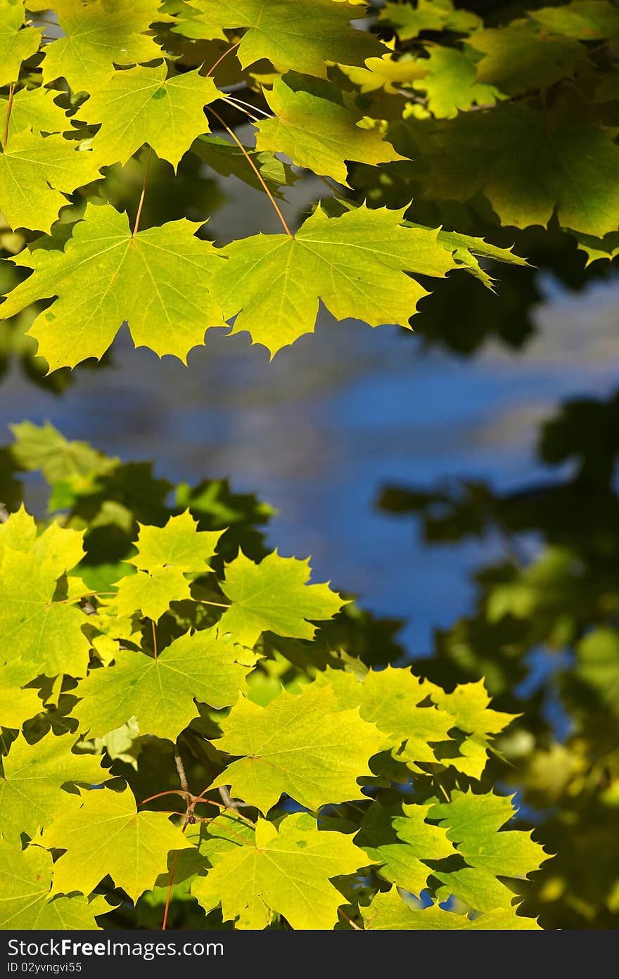 Yellow and green maple leafs are hanging above alpine lake