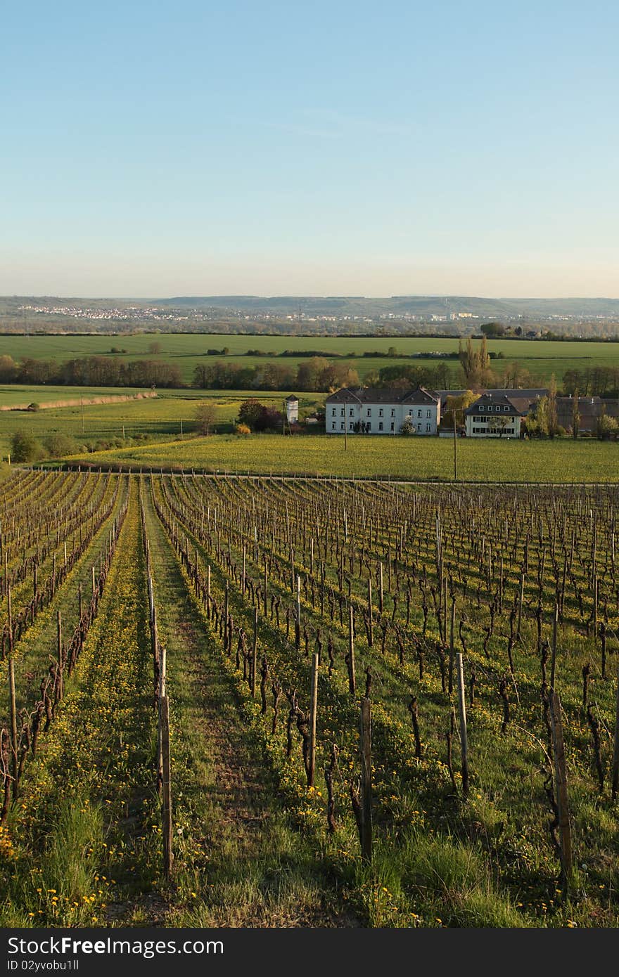 Rheingau Vineyard