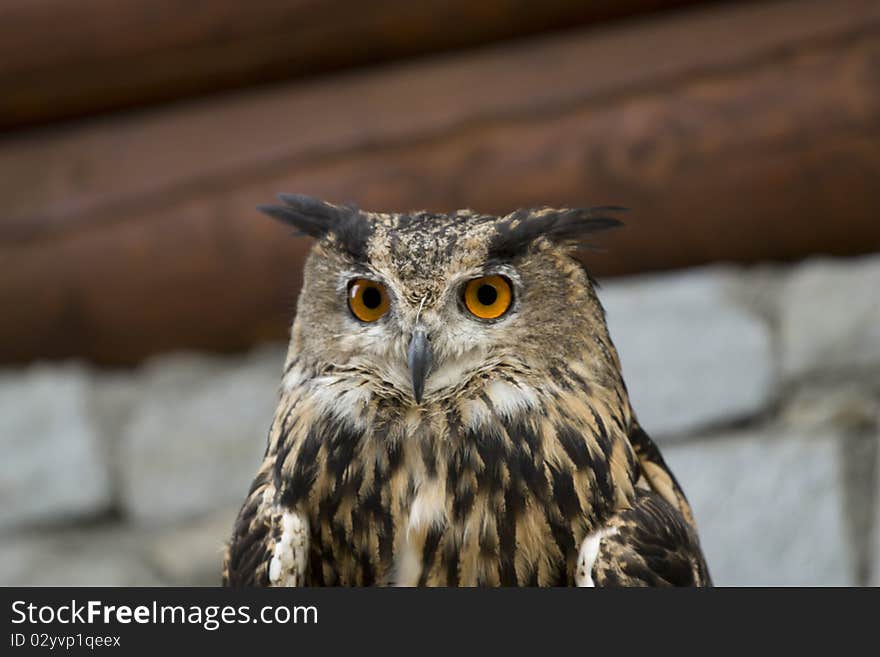 Eagle Owl ( bubo bubo )