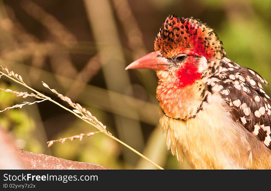 A close-up to the face of the Red-and-yellow Barbet showing the spectacular colors of this african bird. A close-up to the face of the Red-and-yellow Barbet showing the spectacular colors of this african bird.