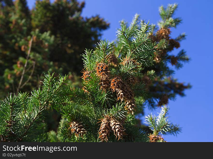 Cones Against Blue Sky