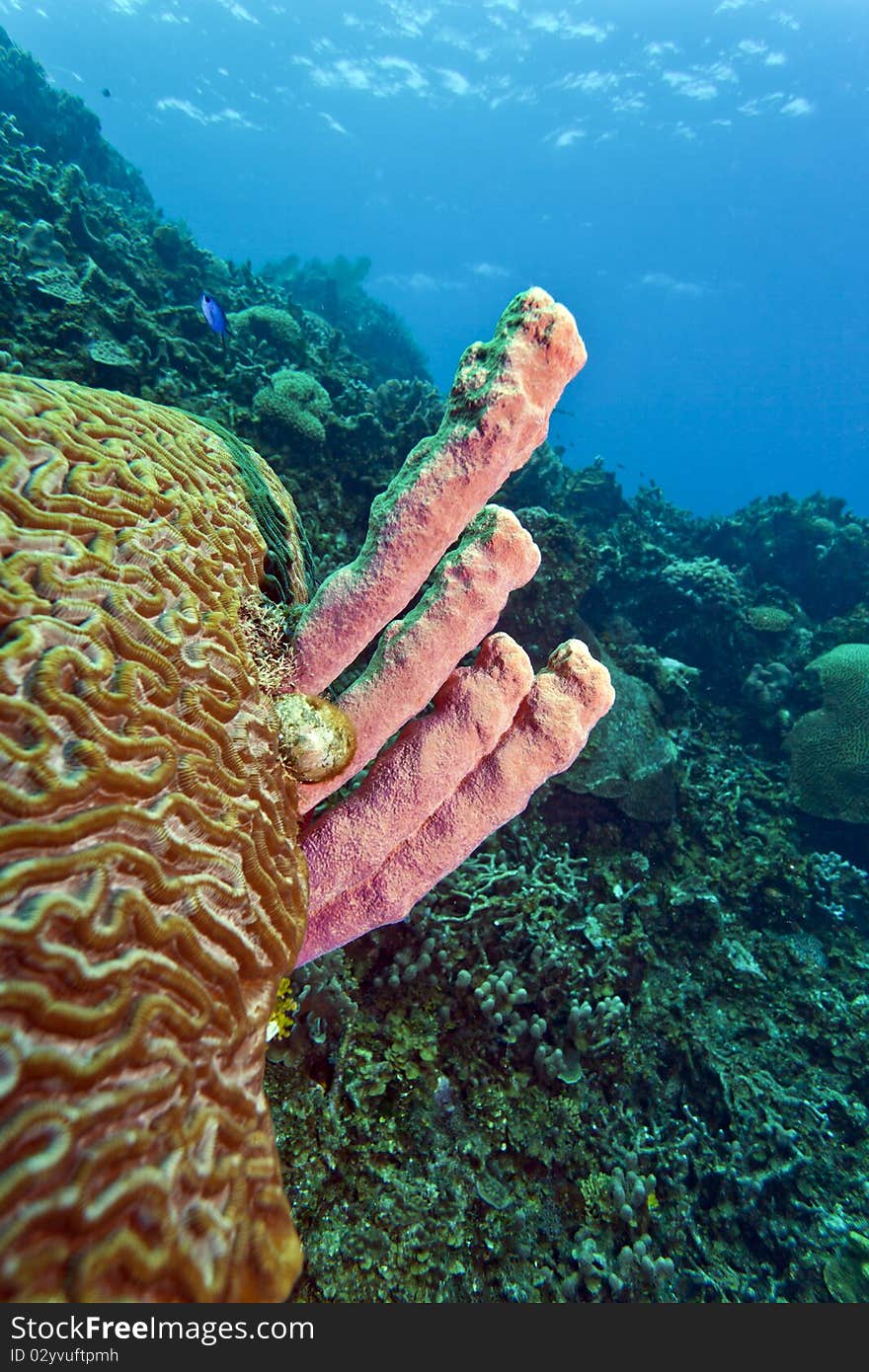 Coral reef off the coast of Rpatan Honduras. Coral reef off the coast of Rpatan Honduras