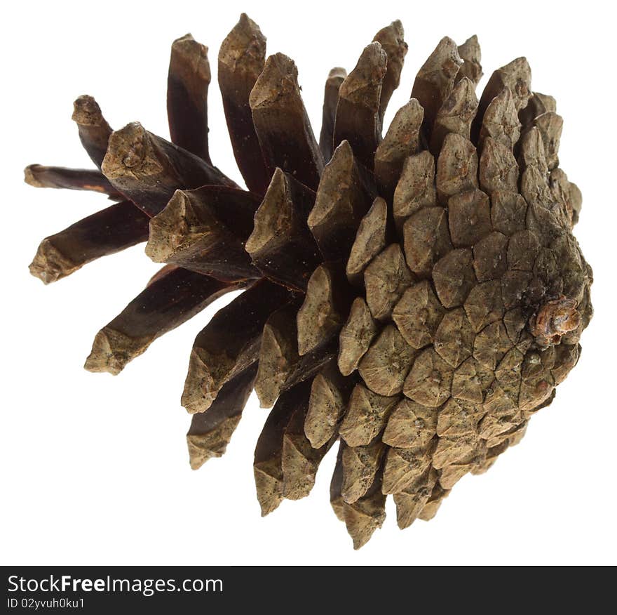 Big Pine Cone