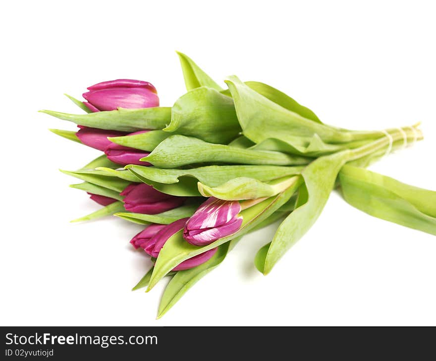 Purple tulips on a white background