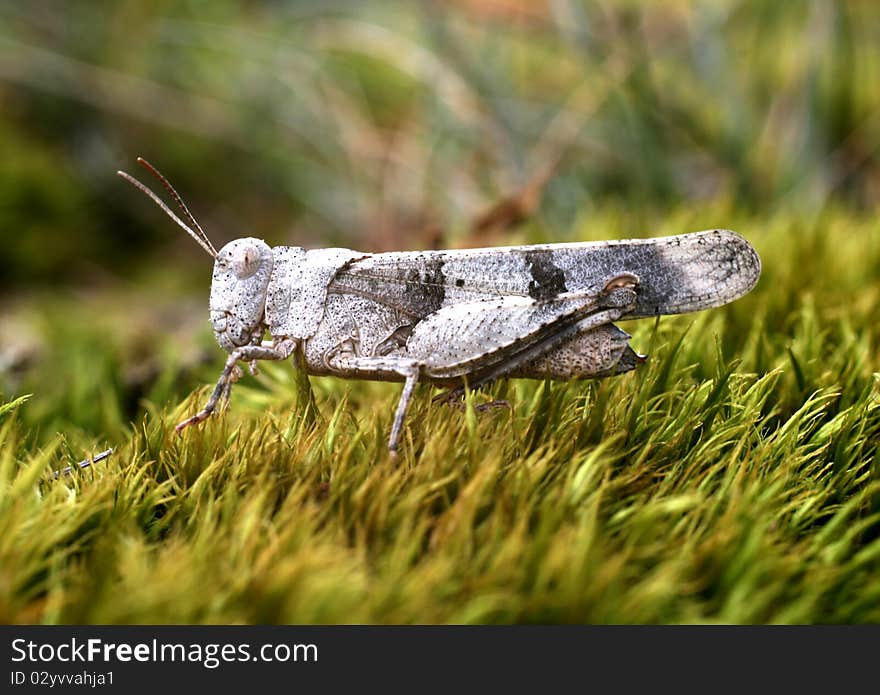 Grey grasshopper on green grass