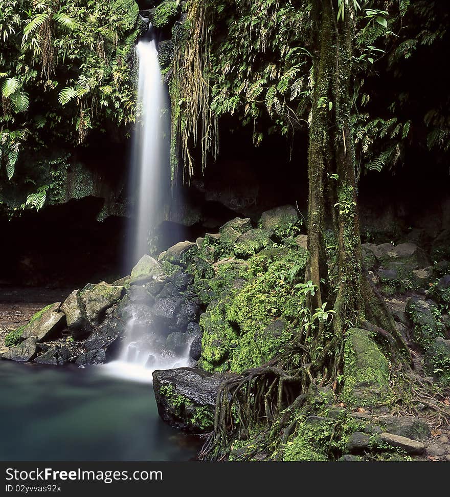 Emerald Pool on the island of Dominica