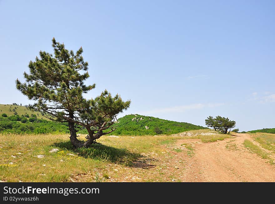 Landscape With Trees