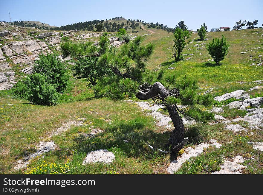 Curved pine on the mountain Ai-Petri