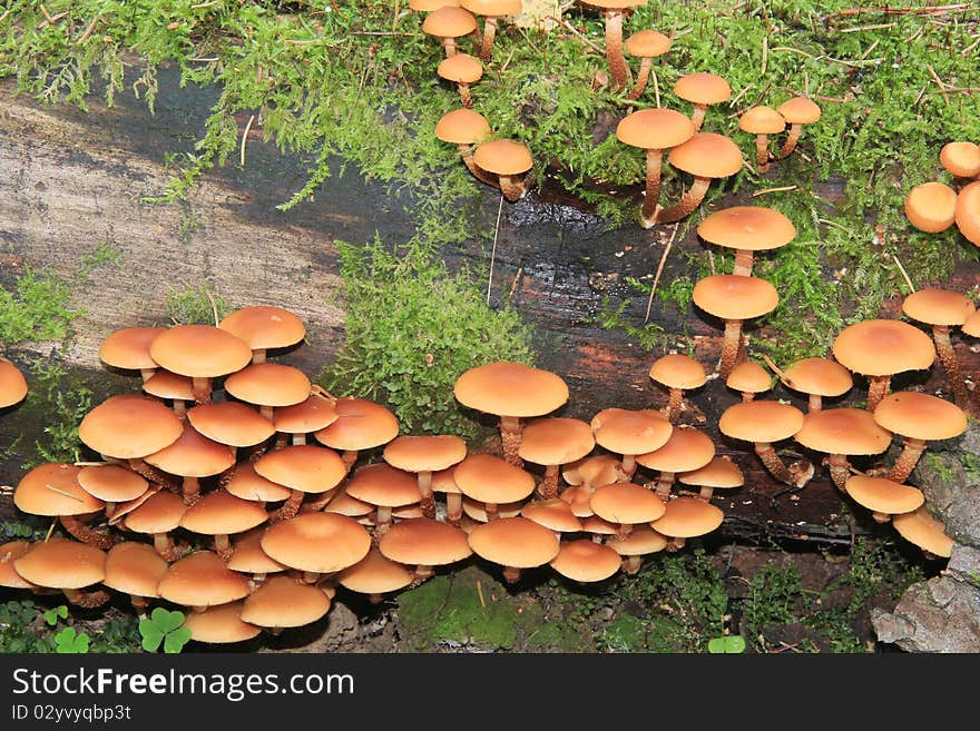 A group of Armillarias in the forest