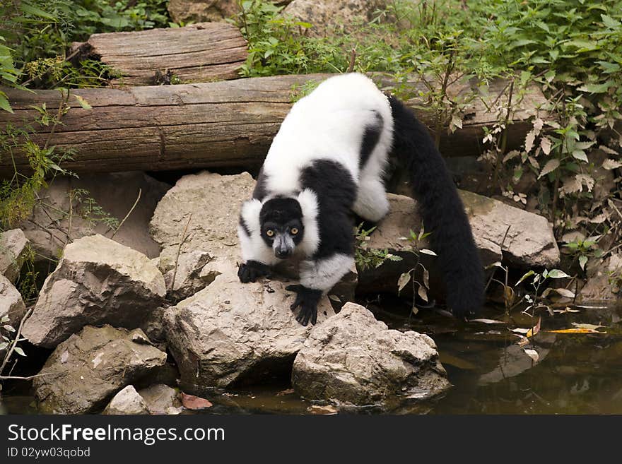 Lemur by the river, drinking water.