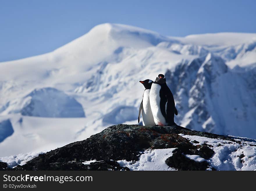 Two penguins dreaming sitting on a rock, mountains in the background