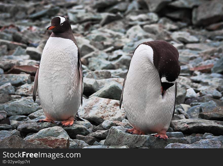 Two identical penguins