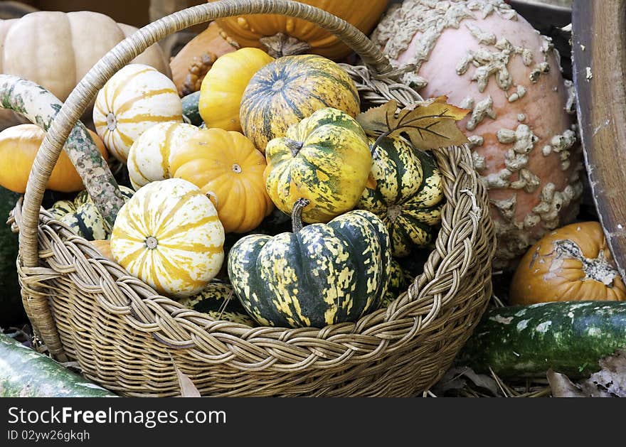 A colorful selection of fall pumpkins and gourds