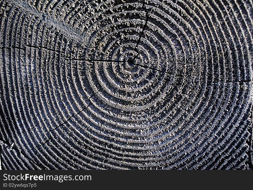 Detail of the end of a log. Detail of the end of a log