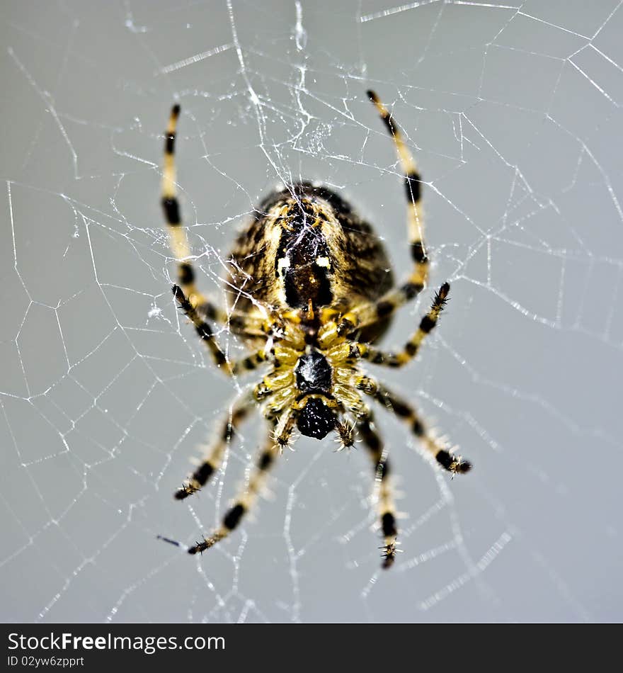 garden spider