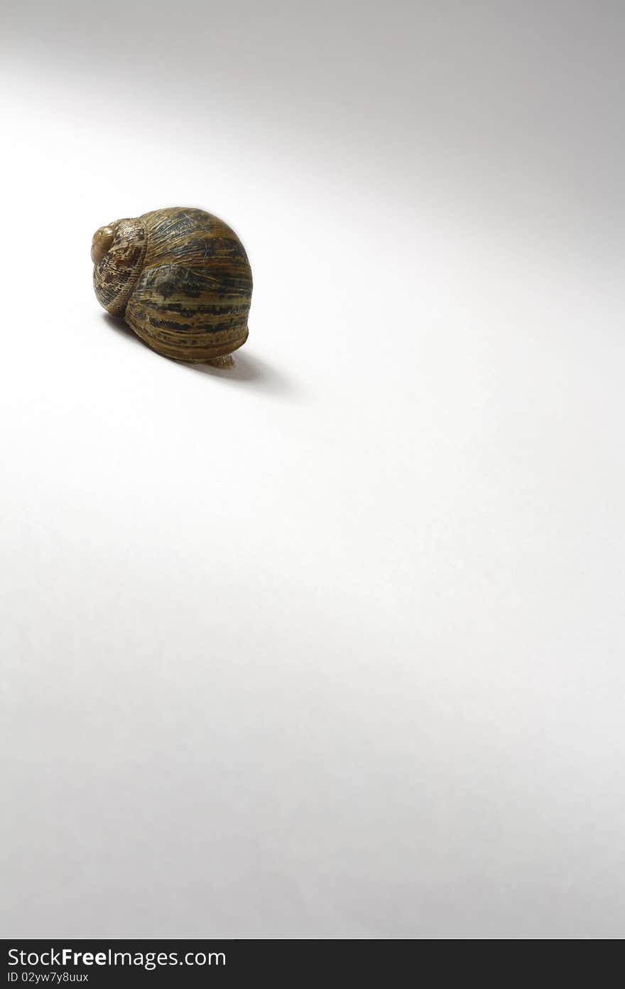 Snail