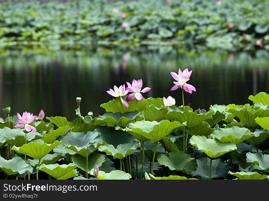 Lotus Pool