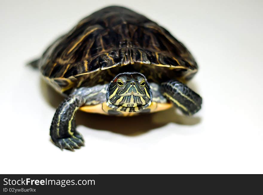 Turtle isolated on white