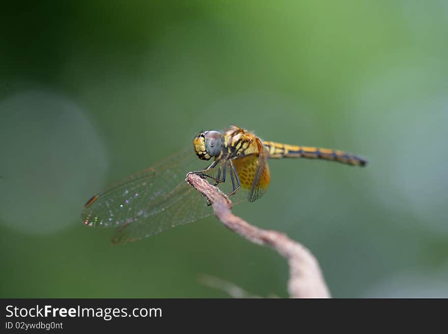 A closeup photograph of a dragonfly on a perch