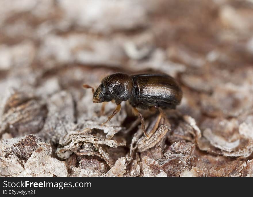 Extreme close-up of a Bark borer. This beetle is a major pest on woods.