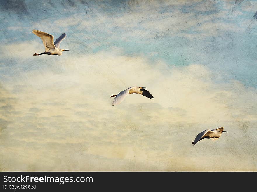 I used grunge, distressed and painterly textures on this image of three snowy egrets in-flight across a heavenly cloud-filled sky. I used grunge, distressed and painterly textures on this image of three snowy egrets in-flight across a heavenly cloud-filled sky