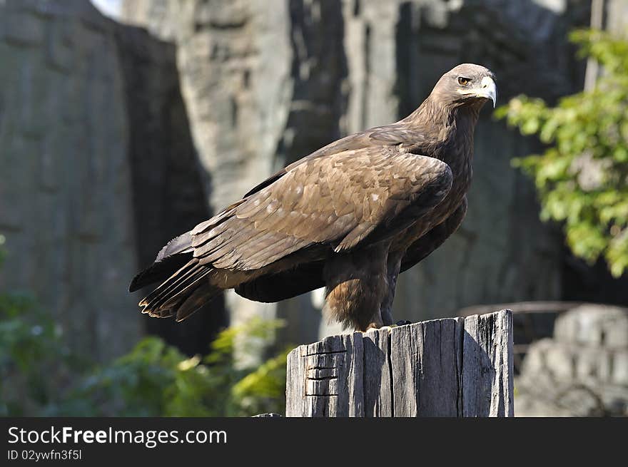 An Eagle in China