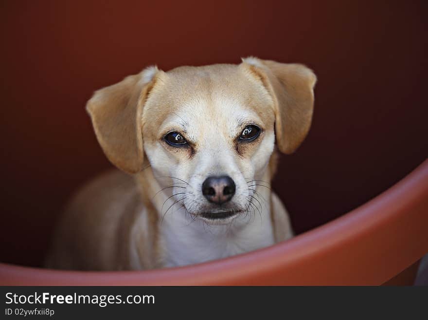 Chihuahua dog in pot