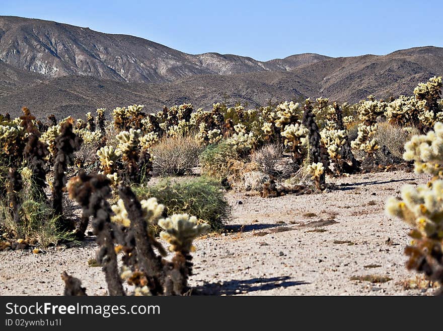 Small joshua tree cactus in joshua Tree National park