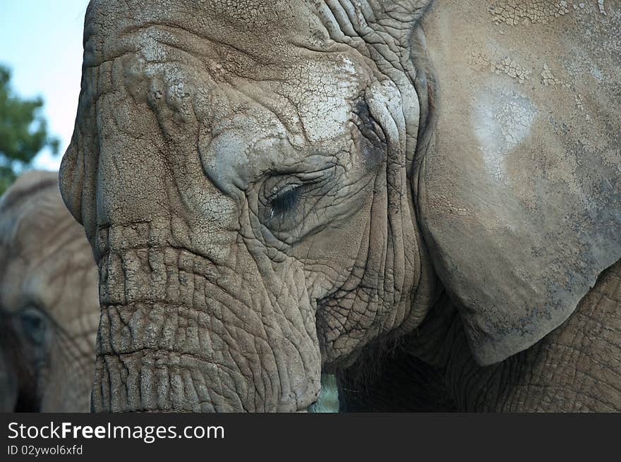 A closeup shot of an African Elephant with a second one in the distance. A closeup shot of an African Elephant with a second one in the distance.