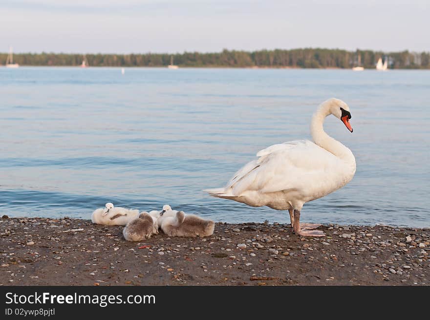 A mute swan stands and guards four cygnets on a beach on Lake Ontario. A mute swan stands and guards four cygnets on a beach on Lake Ontario.