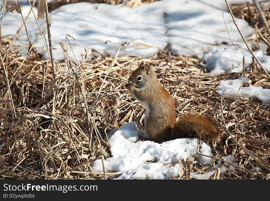 Red Squirrel Feeding in Winter