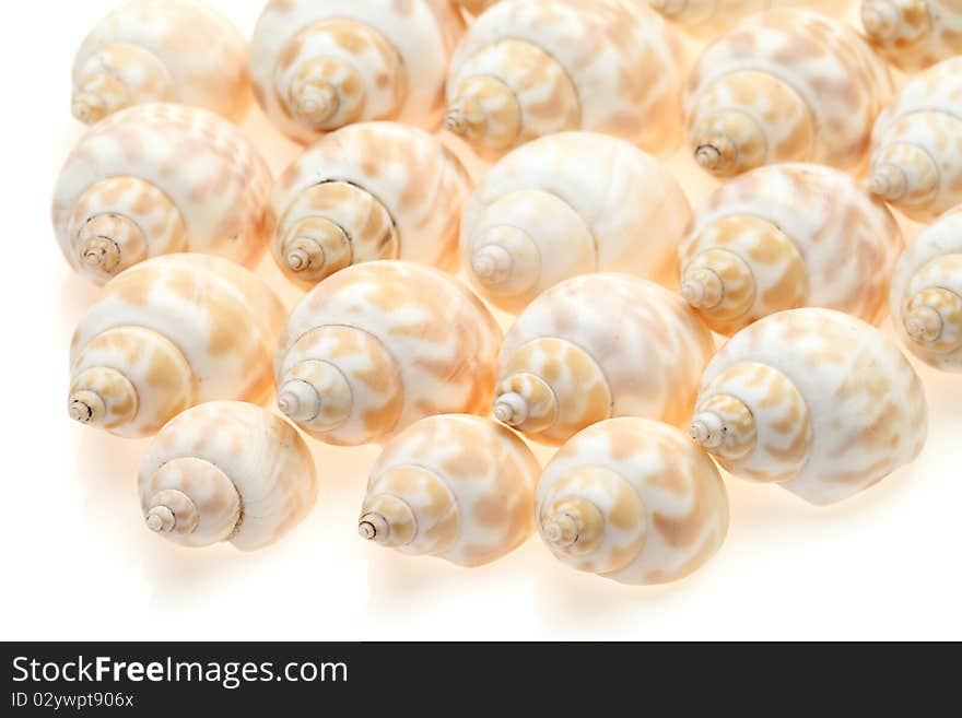 Seashells isolated on white background