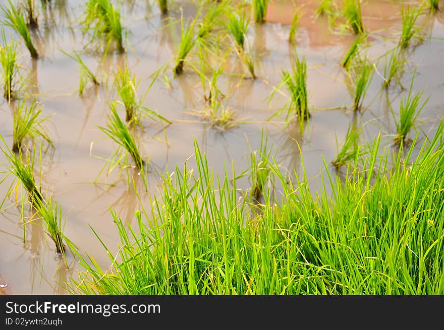 Green Rice field in chonburi, thailand