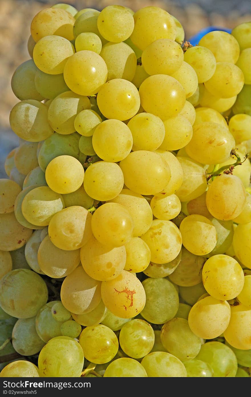 White grapes in the sun