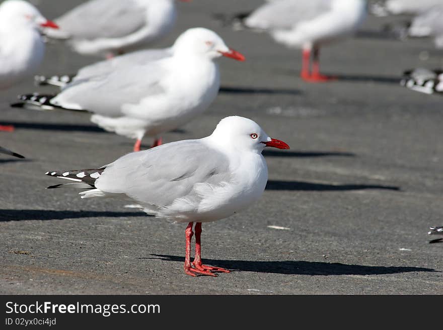 Seagull Standing On The Concrete