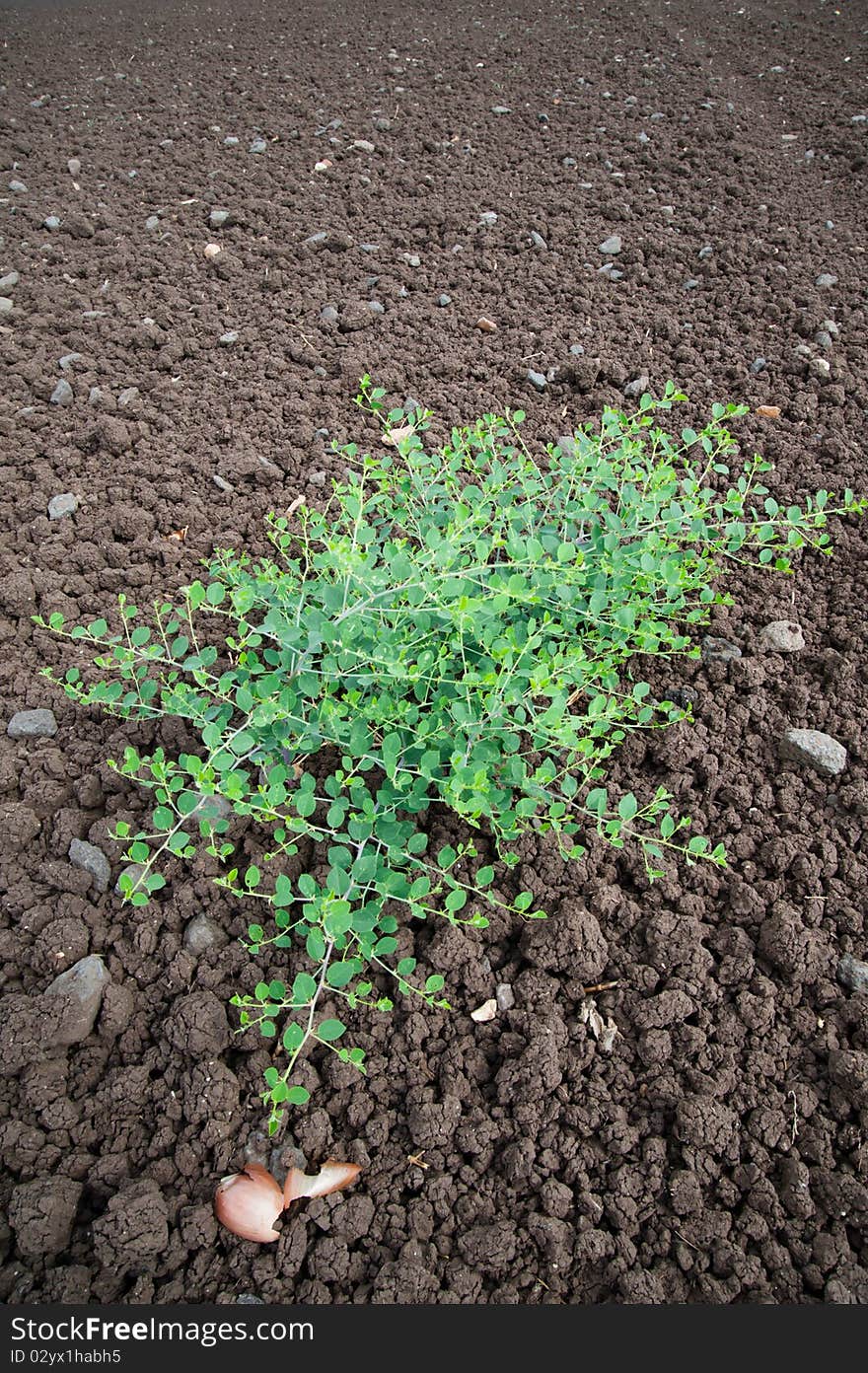 A plant grows in the middle of a freshly tilled field on an Israeli Jewish kibbutz communal farm. A plant grows in the middle of a freshly tilled field on an Israeli Jewish kibbutz communal farm.