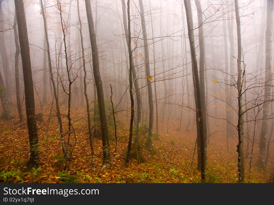 Misty Autumn Forest