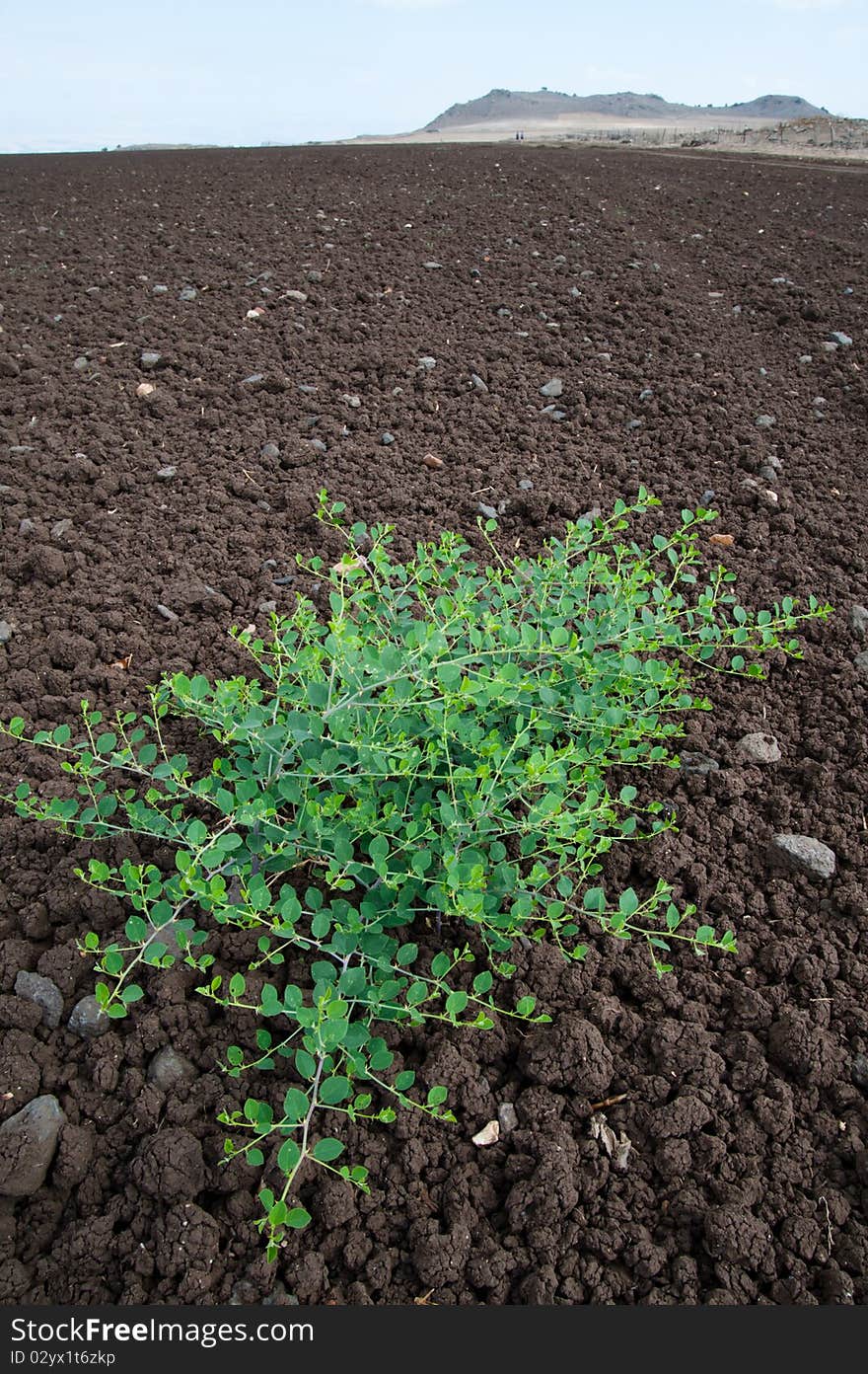 A plant grows in the middle of a freshly tilled field on an Israeli Jewish kibbutz communal farm. A plant grows in the middle of a freshly tilled field on an Israeli Jewish kibbutz communal farm.