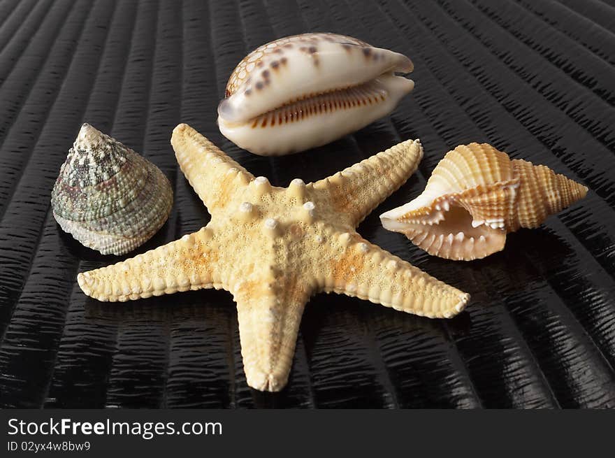 Starfish and three seashells over black glossy shell background. Starfish and three seashells over black glossy shell background