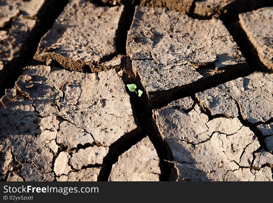 A small green plant grows in spite of cracked earth indicating dry weather, drought, or lack of water. A small green plant grows in spite of cracked earth indicating dry weather, drought, or lack of water.