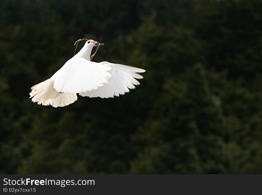 Beautiful white dove in flight carrying nesting material in her beak, dark green tree background