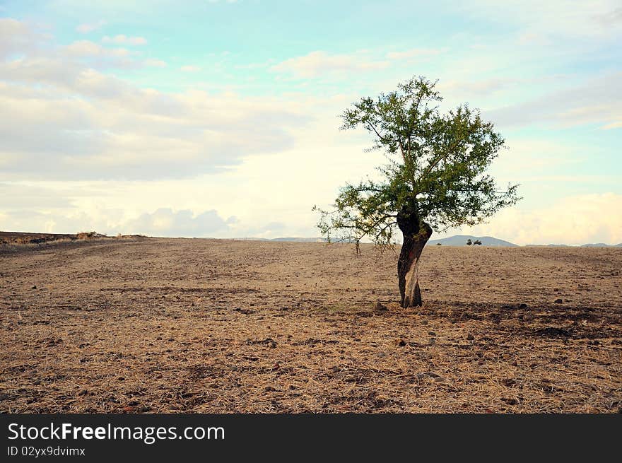 A tree on dry soil under blue sky