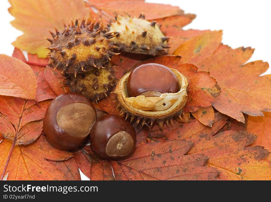 Autumn leaves isolated on white background close up