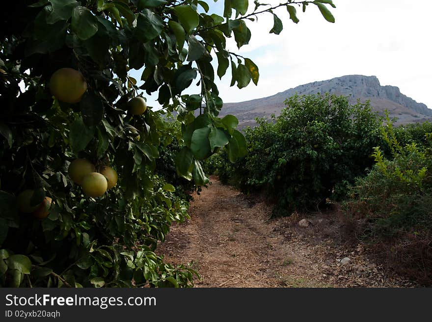 Orange groves at the foot of the Arbel cliffs in the Galilee region of northern Israel. Orange groves at the foot of the Arbel cliffs in the Galilee region of northern Israel.