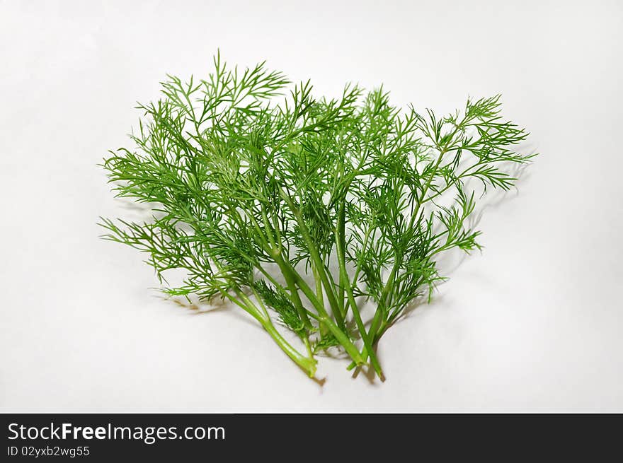 Fresh fennel photographed on a white background