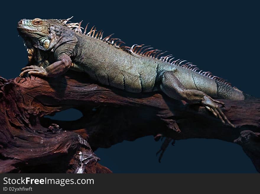 Large iguana is resting on an old branch. It is looking at camera. Dark blue background. Large iguana is resting on an old branch. It is looking at camera. Dark blue background.