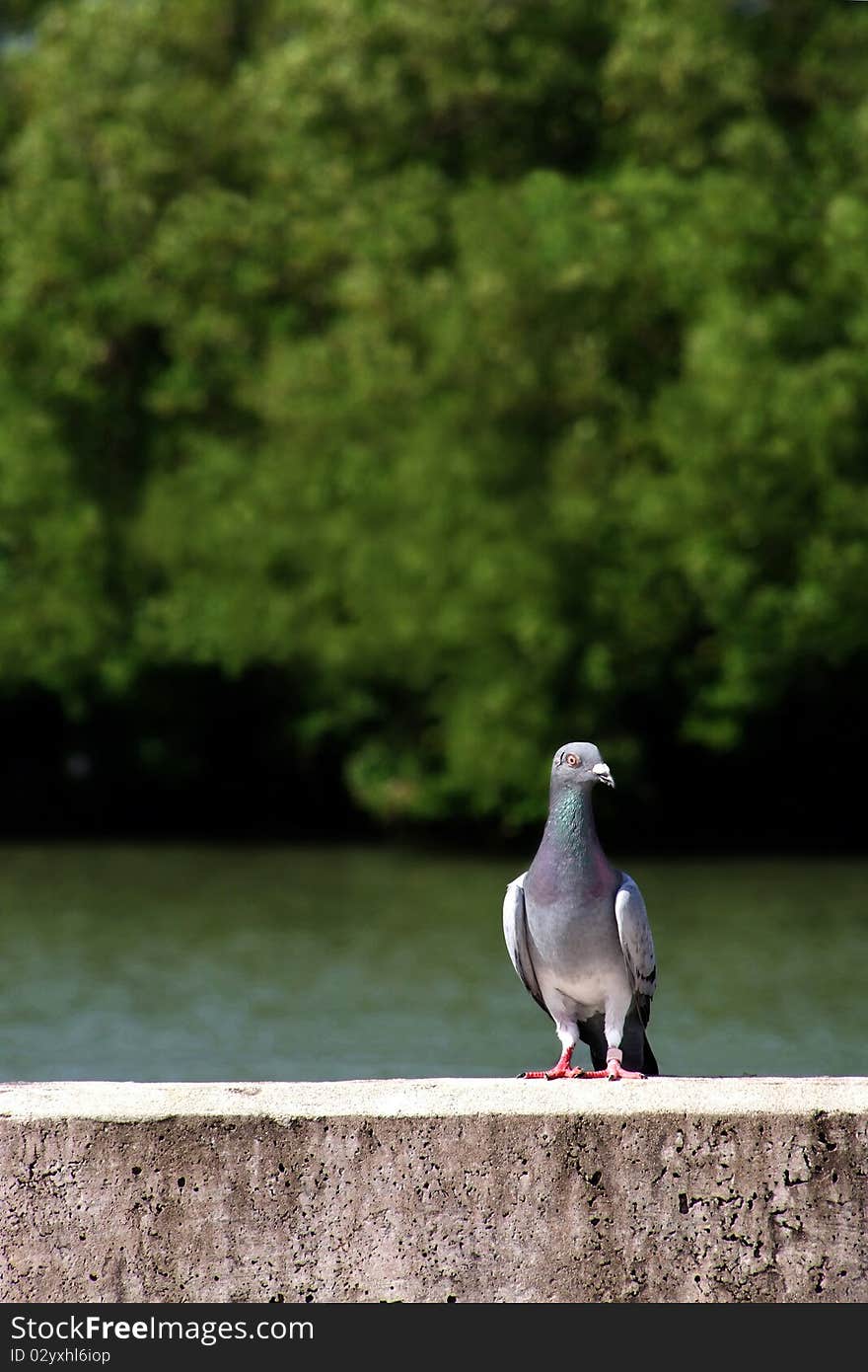 Pigeon